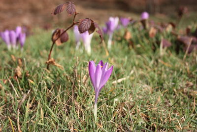 Close-up of purple crocus flowers on field