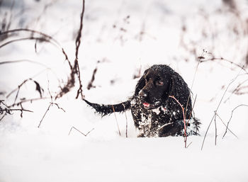 Close-up of dog on snow covered land