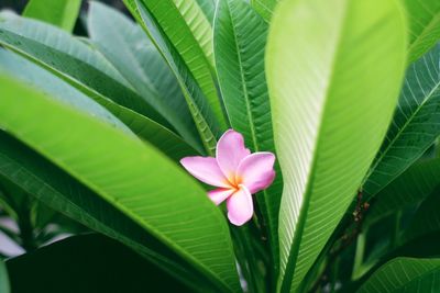 Close-up of pink flowers