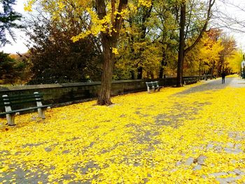 Yellow flowers and trees in autumn