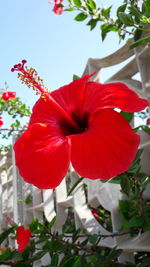 Close-up of red flower