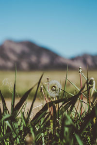 Close-up of caterpillar on field against clear sky