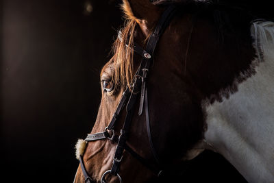 Side view of horse standing in darkroom