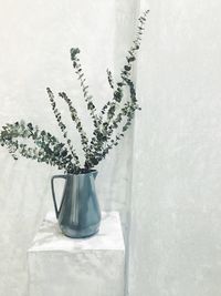 Close-up of potted plant on table against white wall