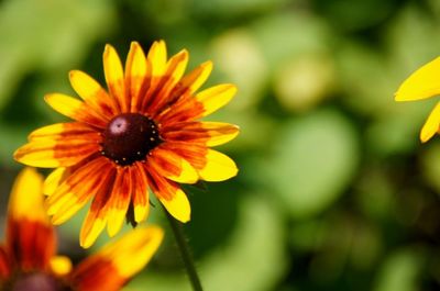 Close-up of yellow flower