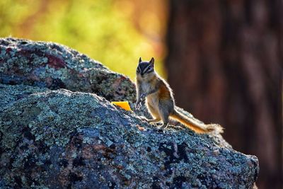 Close-up of squirrel on rock