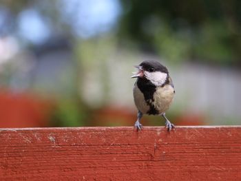 Close-up of bird perching on railing