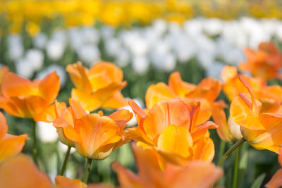 Close-up of orange tulips