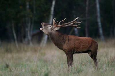 Deer in a forest