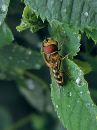 Close-up of insect on leaf