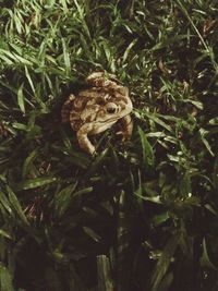 High angle view of lizard on land