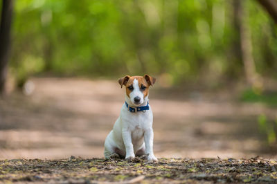 Portrait of dog sitting on land