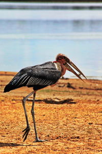 Side view of a bird on a land