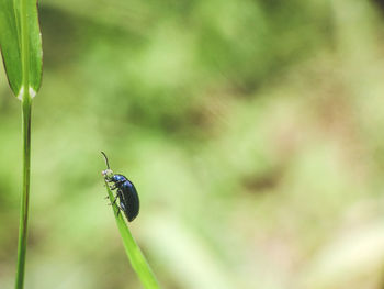 Close-up of insect on plant