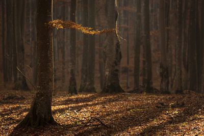 Trees growing in forest during autumn