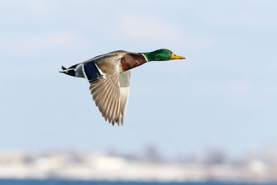 Bird flying in the sky