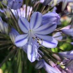 Close-up of purple flowering plant