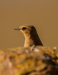 Close-up of a bird looking away