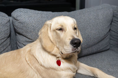 Young male golden retriever lies on the couch in the living room of the house.