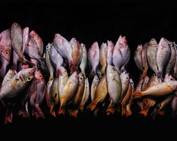 Close-up of fishes for sale in the traditional market in indonesia