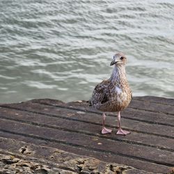 Seagull perching on a pier