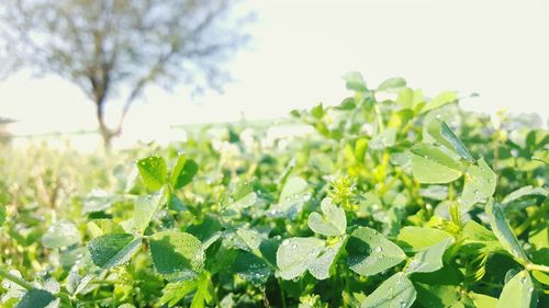 Close-up of green leaves