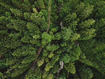 High angle view of trees in forest