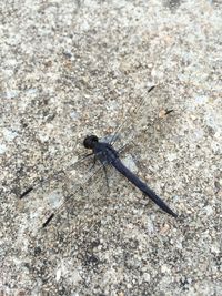 Close-up of insect on wall