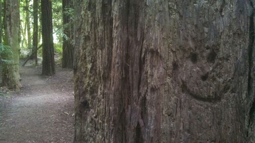 Trees in forest