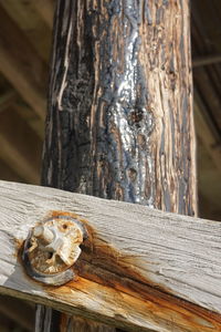 Close-up of old tree trunk