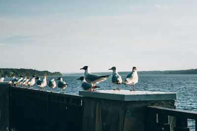 A group of several seagulls or gulls stand in a row near the river with water on the horizon