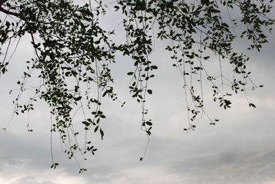 Low angle view of birds flying against sky