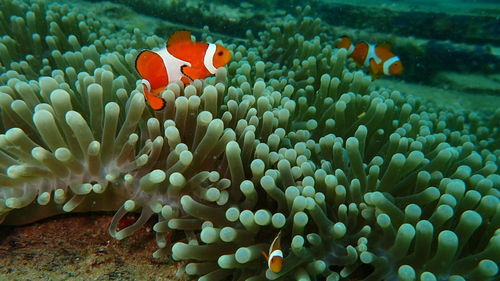 Close-up of fish in sea