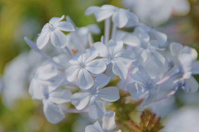 Close-up of white flowering plant in park