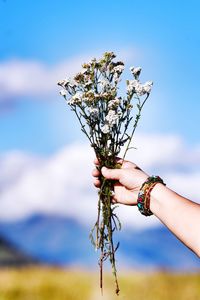 Cropped hand of woman holding flowers against sky