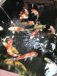 High angle view of koi carps swimming in pond