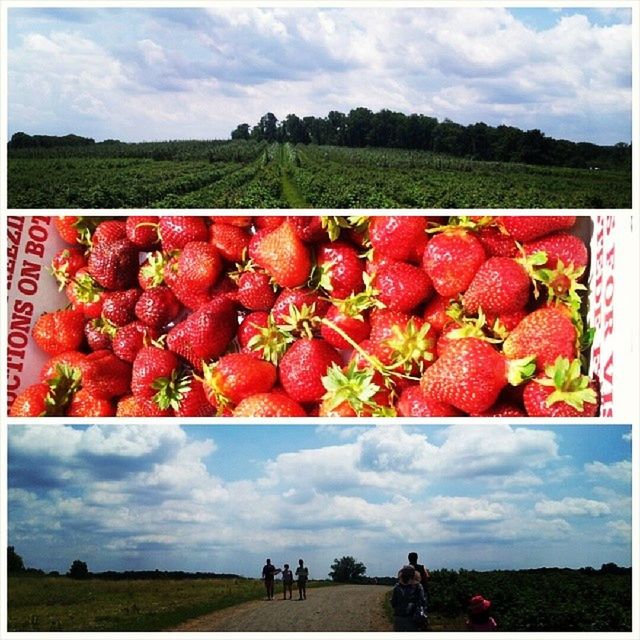 transfer print, auto post production filter, sky, red, field, freshness, food and drink, tree, fruit, grass, men, cloud - sky, lifestyles, nature, agriculture, food, leisure activity, growth, day