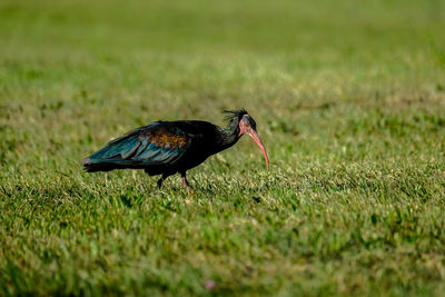 Close-up of a bird on grass