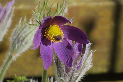 Close-up of purple flower