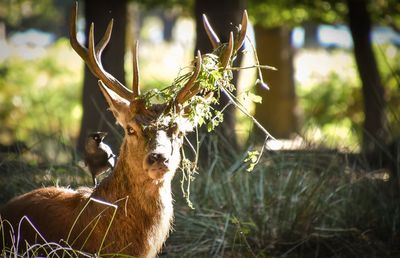 Bird perching on deer in forest