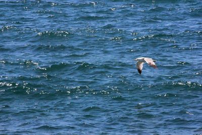 Bird swimming in sea