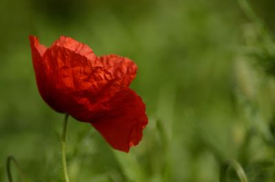 Close-up of red poppy blooming outdoors