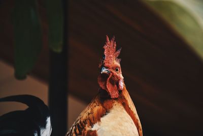 Close-up of rooster