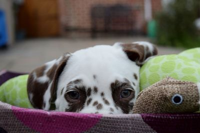 Close-up portrait of dog