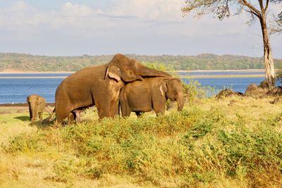 View of elephant in the field