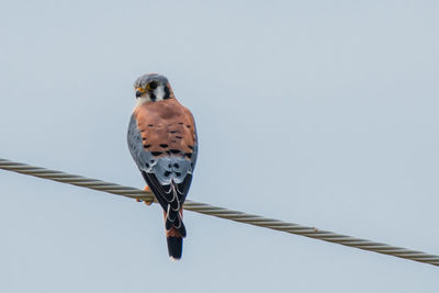 Low angle view of bird perching against clear sky