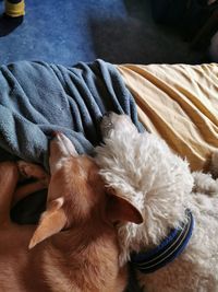 High angle view of dog relaxing on bed at home