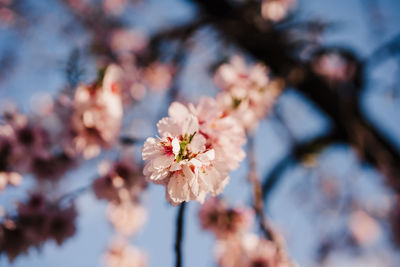 Close-up of cherry blossom