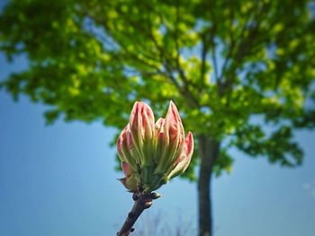 Close-up of pink flower buds against sky