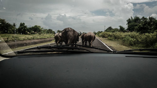 Horses in a car